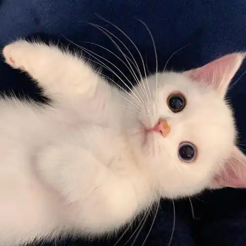 可爱的小动物猫猫狗狗可以当头像多图预警0702更新