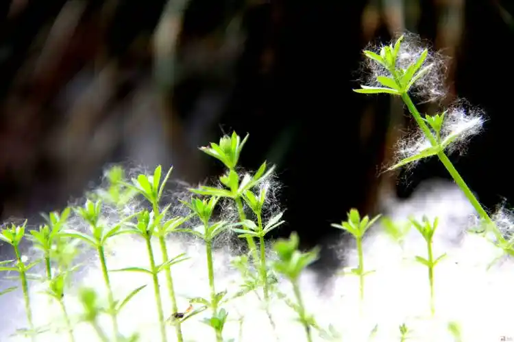 柳絮纷飞五月天
