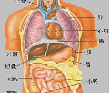 身体各个器官疼痛位置图片