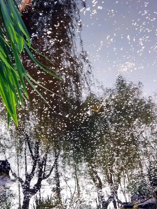 柳絮池塘别样美!