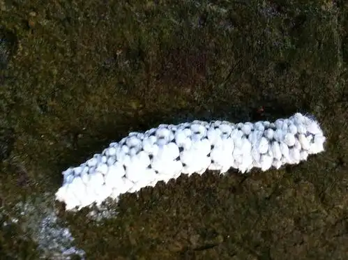 如图,应该是在吃榆树叶,杨树上没有发现.如果不够