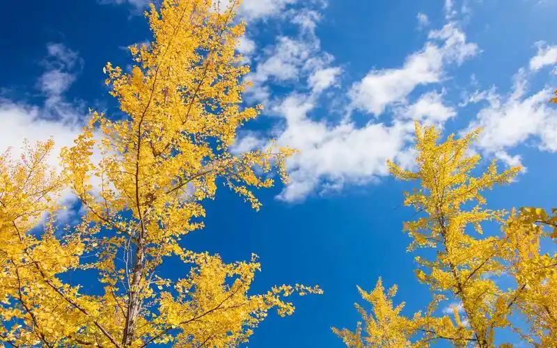 秋天唯美树叶自然风光高清图片桌面壁纸-风景壁纸-手机壁纸下载-美桌
