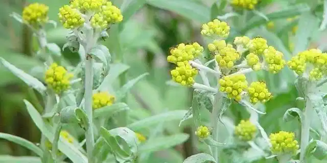 适合清明节前后吃的5种野菜又鲜嫩又有营养大家千万不要错过