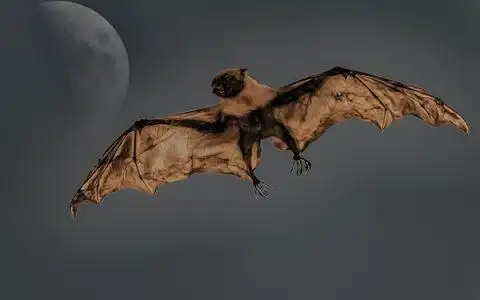 吸血蝙蝠竟然用带血的"法式舌吻"来交朋友