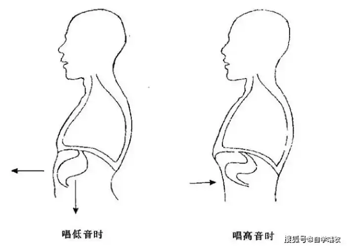 什么是唱歌的共鸣?_胸腔