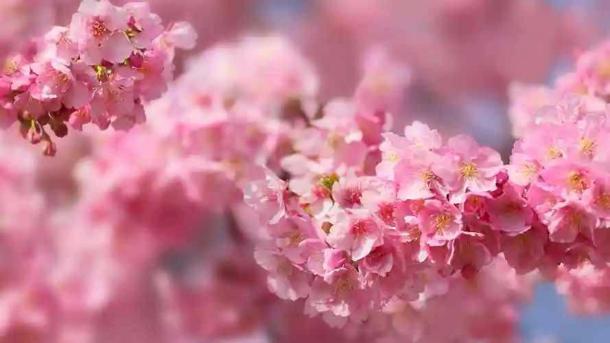 粉色的唯美樱花近距离摄影植物桌面壁纸下载