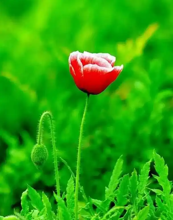 七彩罂粟花开大饱眼福绝美