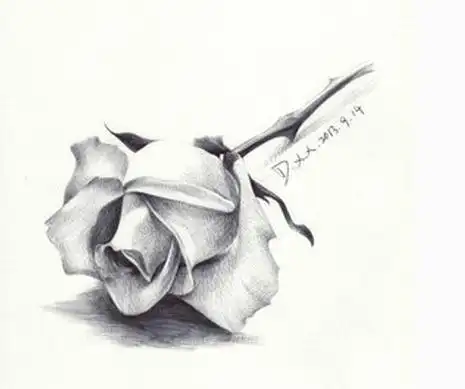 玫瑰花简笔画怎么素描