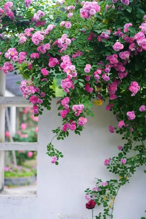 宝藏赏花地龙寺生态园##龙寺生态园月季花海烧烤