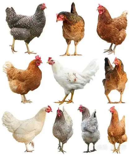 公鸡鸡鸡公鸡查出在白色背景