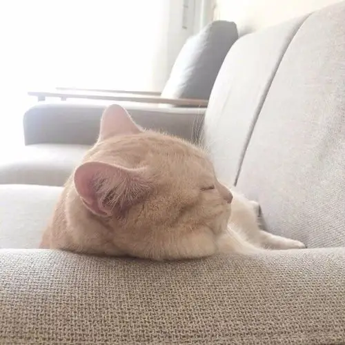 猫咪睡着后背影萌死了