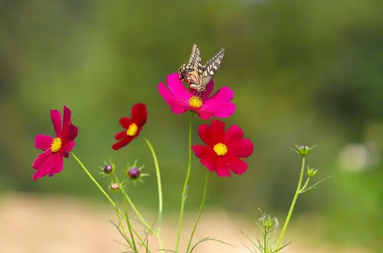蝶恋花,花开富贵惹人爱,飘过眼前揉一揉,春天到了到了!