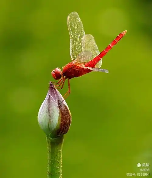 好美的荷花蜻蜓!