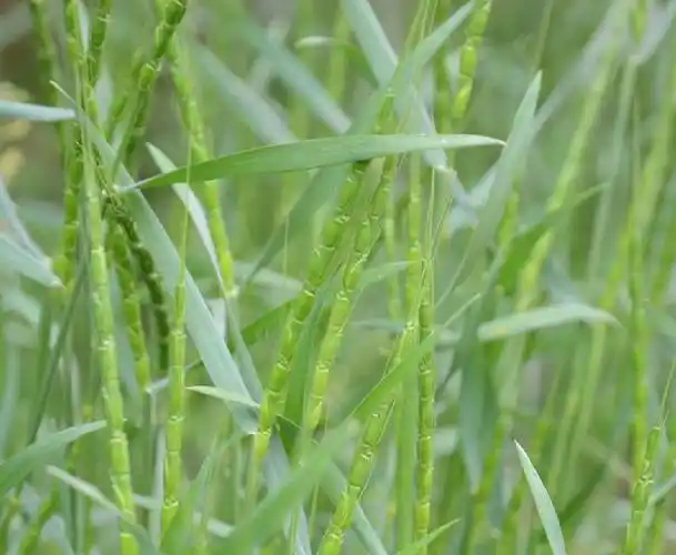 是禾本科山羊草属一年生草本植物.