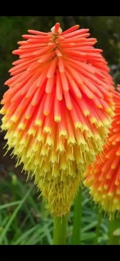 世界最美最罕见的稀世奇花