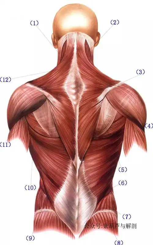 背部肌肉浅中深层解剖图片漂亮
