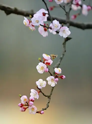 阳春三月何处去,杏花村里走一走.