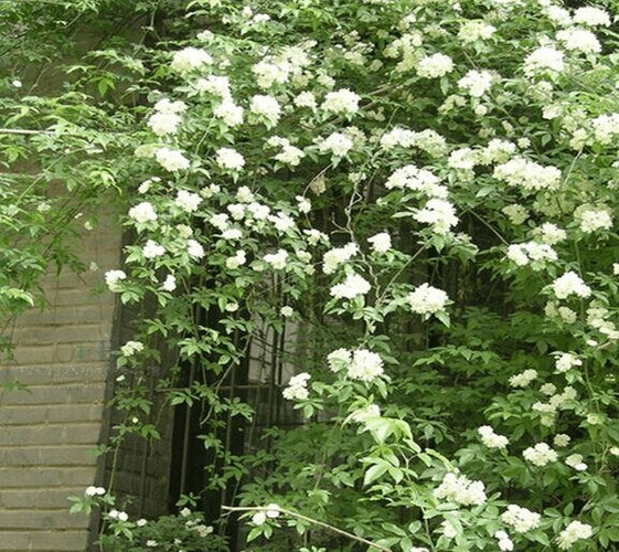 庭院攀缘爬藤植物 七里香