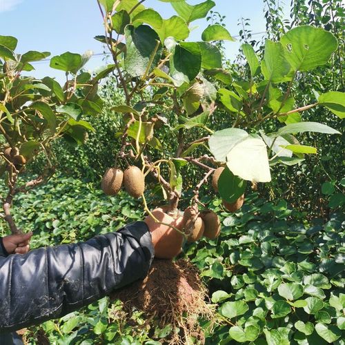 米良一号猕猴桃树苗正宗嫁接苗晚熟品种当年结果公母同株特大软甜 2年