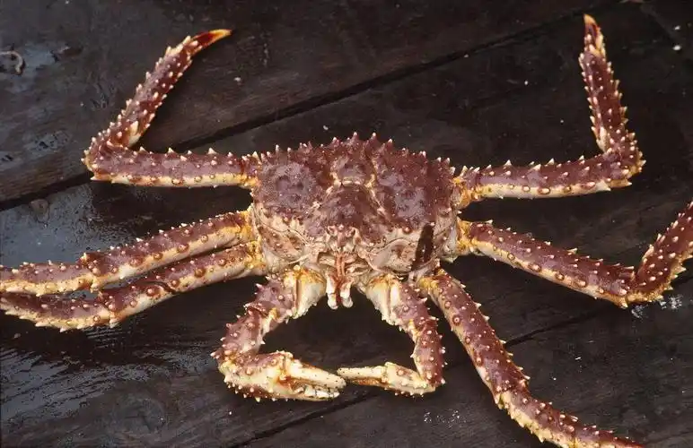 冰鲜帝王蟹海鲜水产新鲜长脚蟹海蟹特大螃蟹酒店自助餐供应皇帝蟹