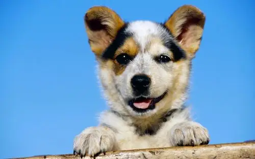 1920小狗写真 第四辑-动物壁纸-高清动物图片-第17图-娟娟壁纸