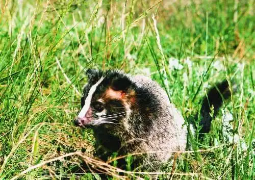 大家快来看看这是什么野生动物?