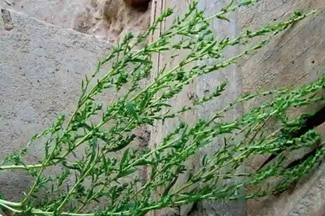 春飞蓬的生长环境