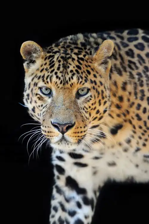 图片素材 其他类别 豹子 收藏 关键词:豹子图片下载,高清图片,豹子