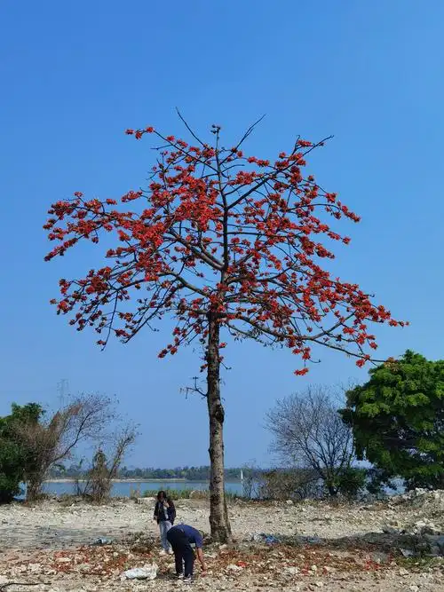 木棉花开2021年2月21日广东省佛山市顺德区顺德水道边的木棉花盛开了