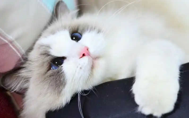 布偶猫的颜值到底有多能打就算一年不洗澡也貌美如花