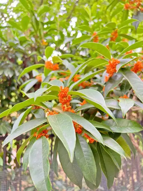 院子里的桂花树开花了93