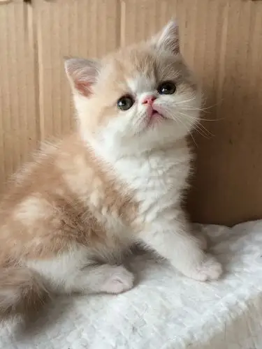 家养小加菲猫和蓝猫找主人