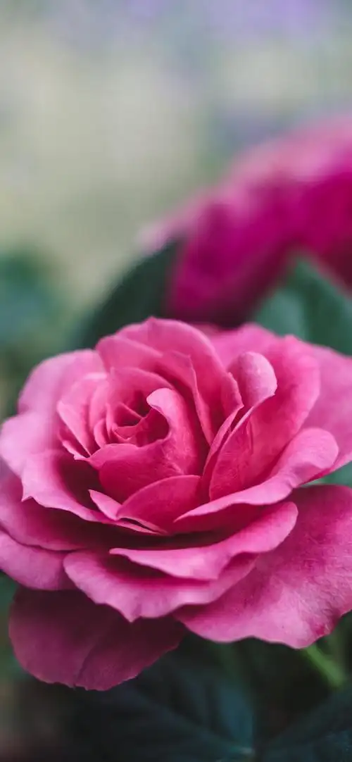 看惯了玫瑰的人又怎么会爱上野花 - 堆糖,美图壁纸兴趣社区