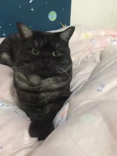 坐标广州 纯黑英短找新家