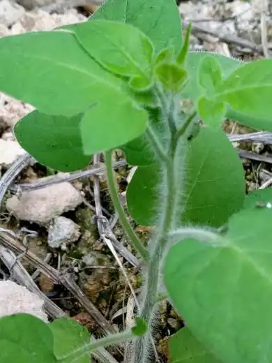 白毛藤 又叫白英 排风藤 草药500克 新货干货 部分地方包邮--爱鉴花