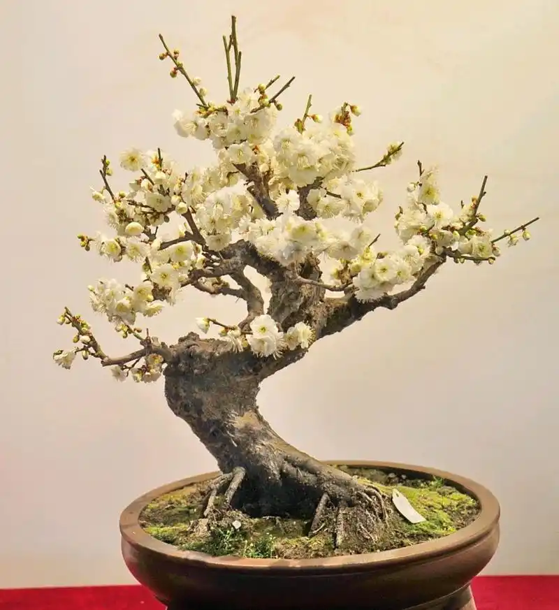 梅花盆栽怎么养?