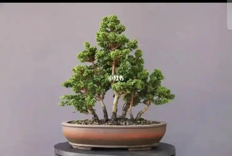 丛林石化桧日本盆景原土原盆石化桧【 寄せ植え 】説 明	7本から成る