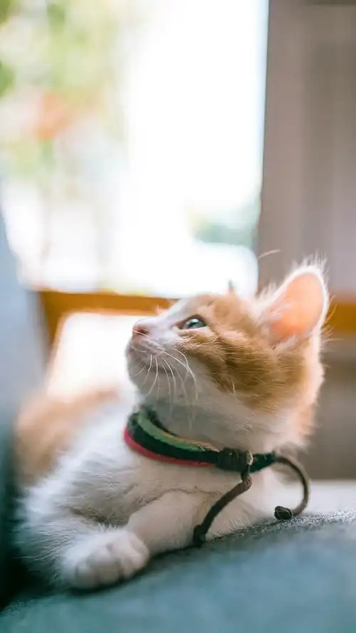 可爱猫咪呆萌手机壁纸图片壁纸