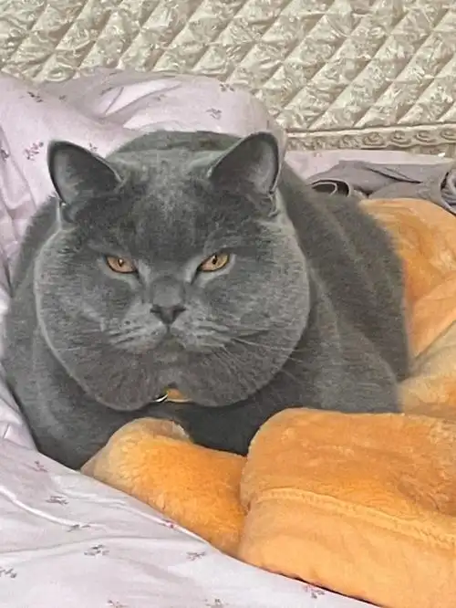 为什么你们的蓝猫都这么可爱啊