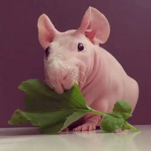 丑的可爱,这是只能当宠物的猪,野外无法生存!