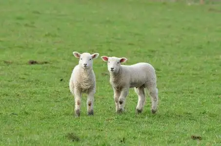 春天的羊羔两个羊羔摄像头在绿色的草地照片