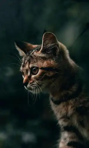 高清手机桌布壁纸,精品美图