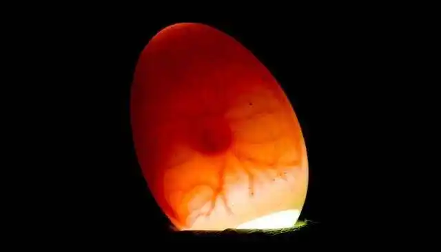 每年70亿只小鸡被搅碎出生几个小时未吃过饲料就被做成狗粮