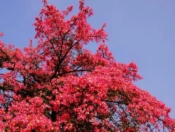 木棉树为什么跟橡树不同?