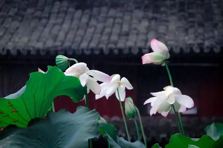 清净莲花 如是我闻一时佛在舍卫国…….