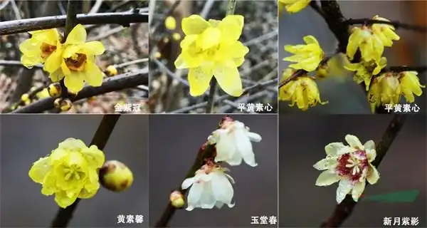 浙江农林大学14个梅花蜡梅新品种获授权