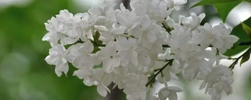 5月开花象征,它象征的花朵呈白色花的,带有淡淡的香味,白丁香花寓意