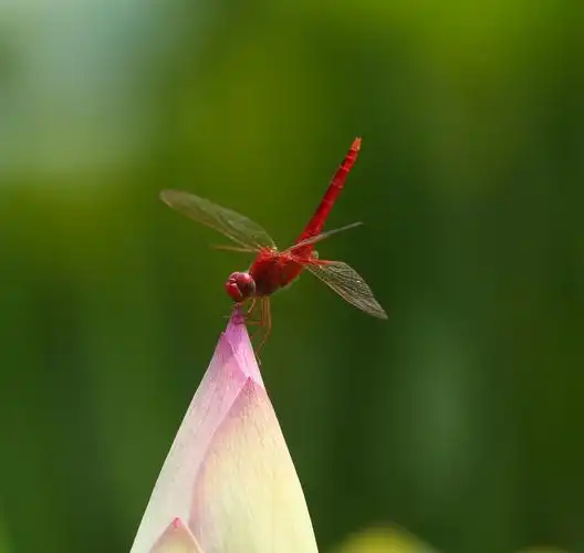 2017-08-28 分享 评论 喜欢 一只美丽的红蜻蜓停在荷花上休息