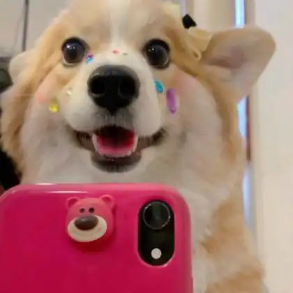 狗头像对镜拍 高清可爱的沙雕狗狗头像对镜拍露脸图片_搞笑头像_头像