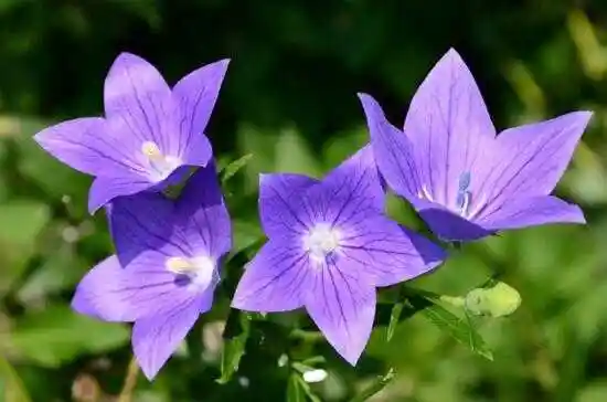 紫色的花有哪些及花名,美女樱紫色壮观暖心花期最长